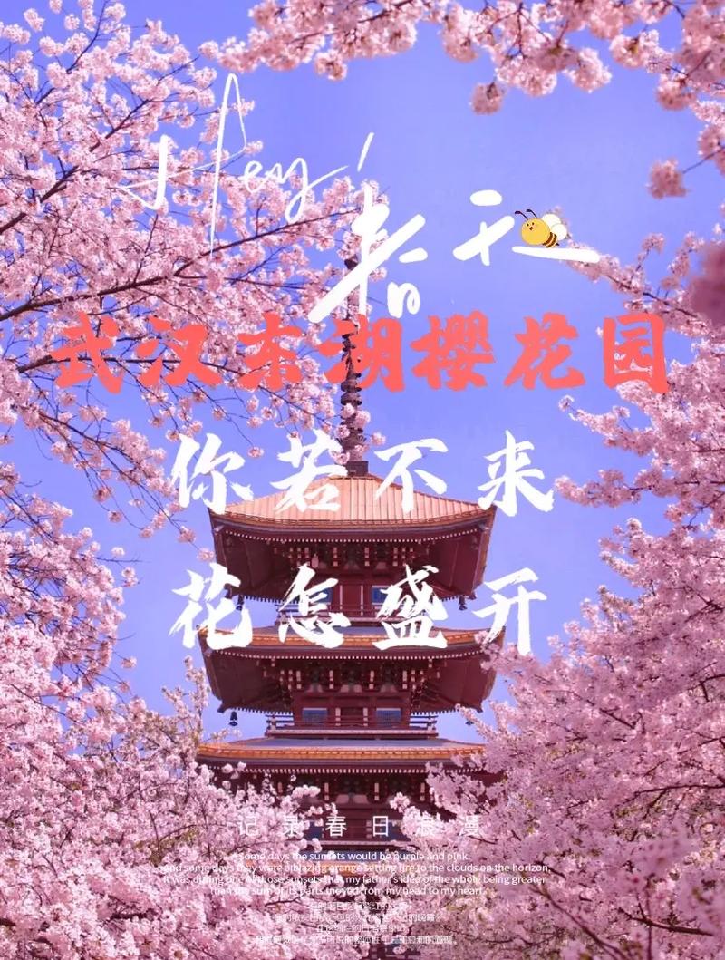 武汉赏樱花旅游方案（武汉旅游看樱花）